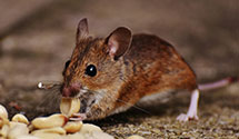 24 Hour & Emergency Exterminators in Strool, SD